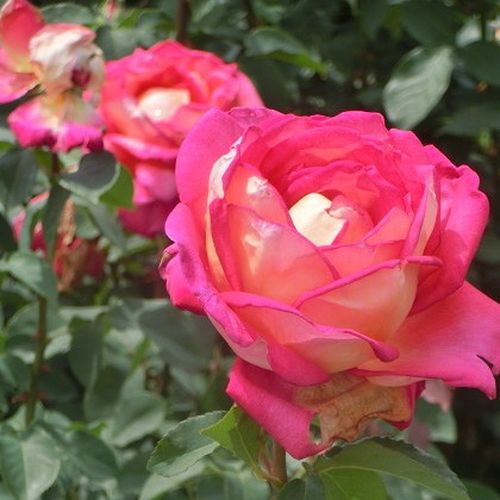 Żółty, z czerwonym odwrotem płatków - Róże pienne - z kwiatami hybrydowo herbacianymi - korona równomiernie ukształtowana